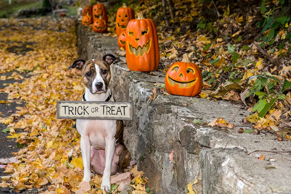 Halloween treats are tricky for pets