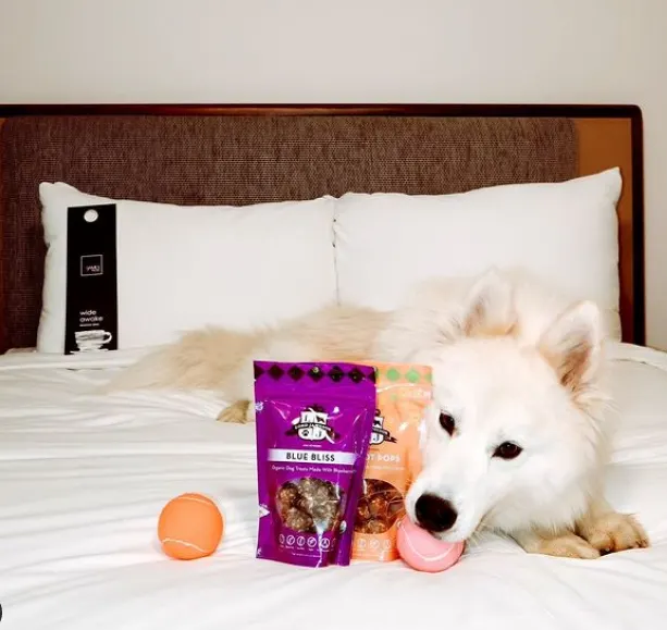 The Ultimate New York City PetFriendly Travel Guide