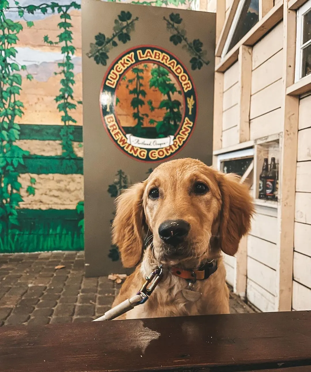 golden retriever puppy sitting inside cabin