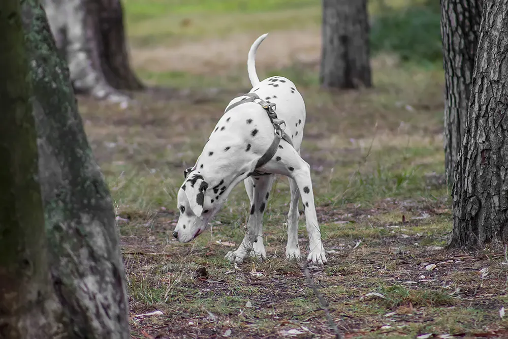 Protect dogs from snake bites