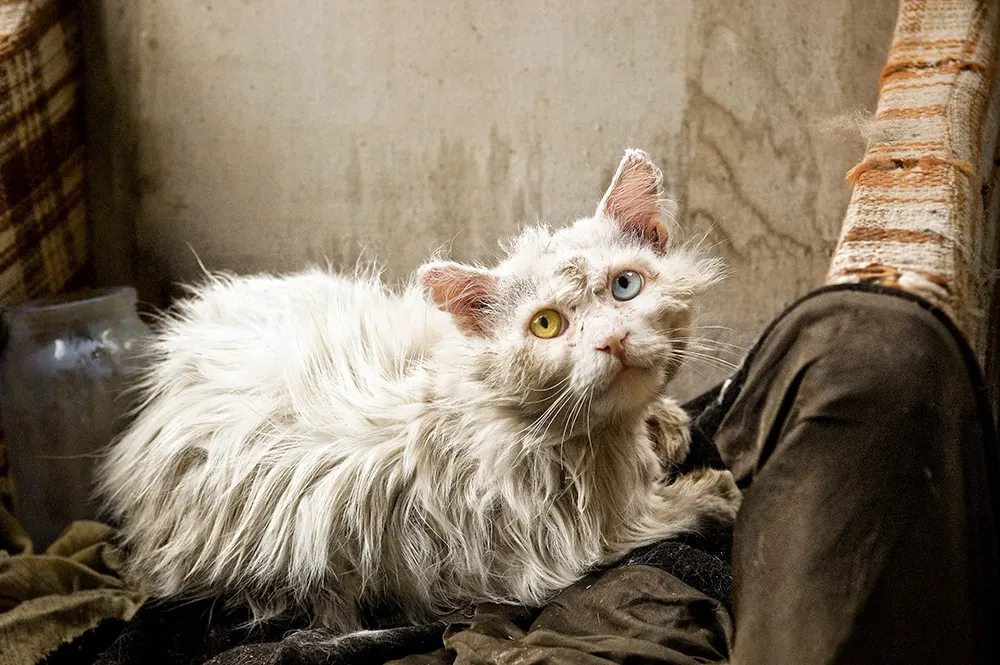 Decreased grooming may be a sign in cats