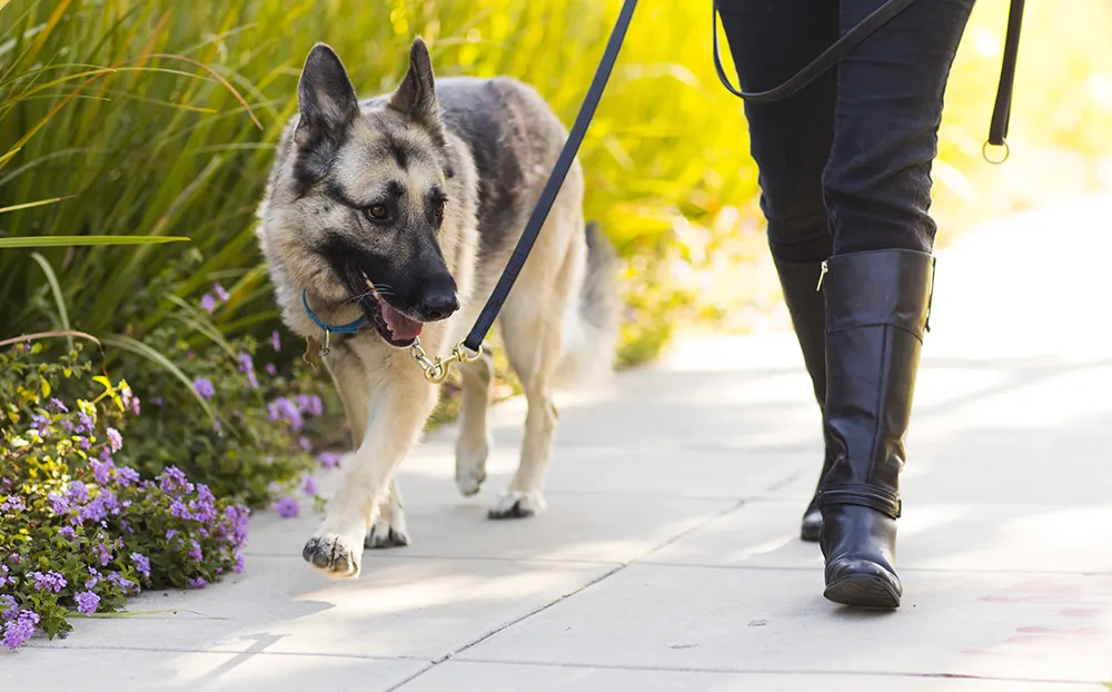 How often should different sized dogs be walked?