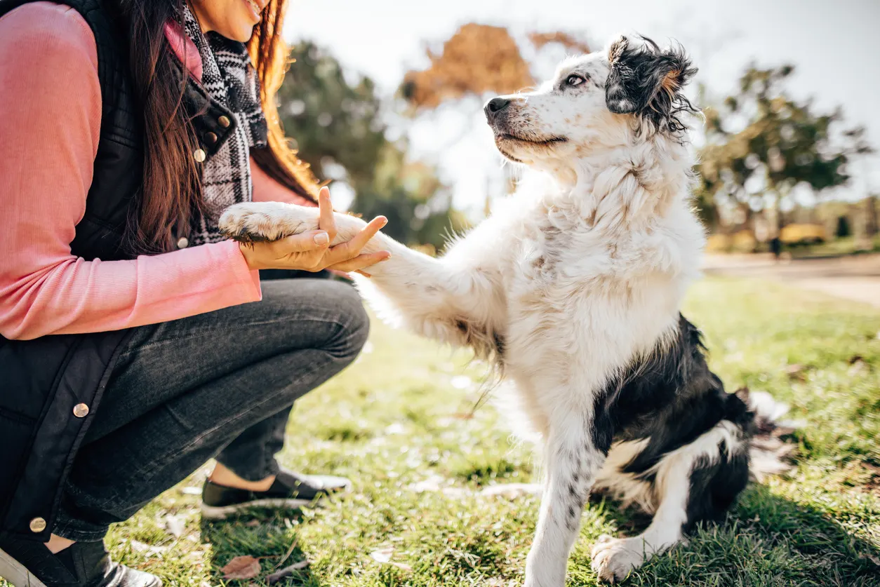 Australian Shepherd shakes owner's hand