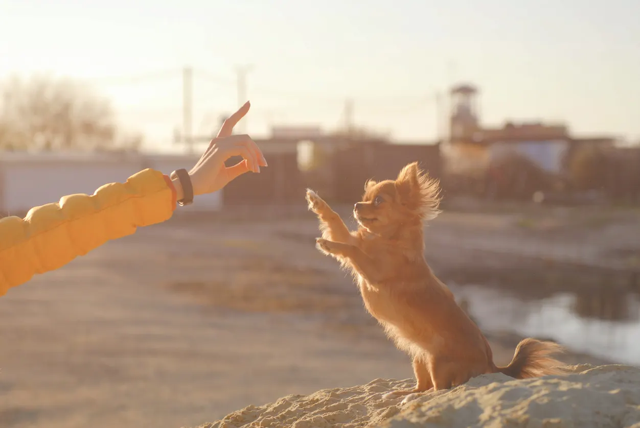 dog sign language