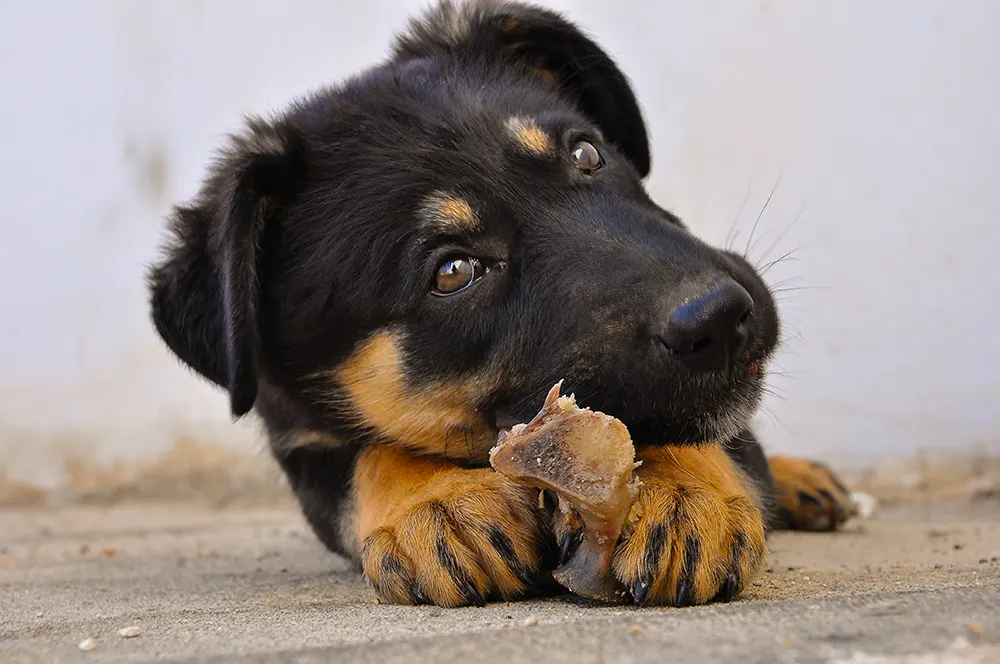 Processed bone treats risky for dogs