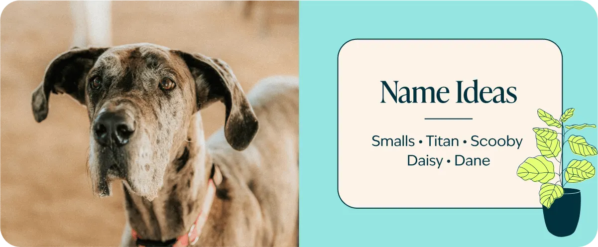 Great Dane name ideas