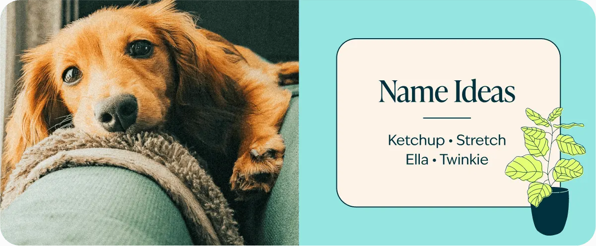 Dachshunds breed name ideas