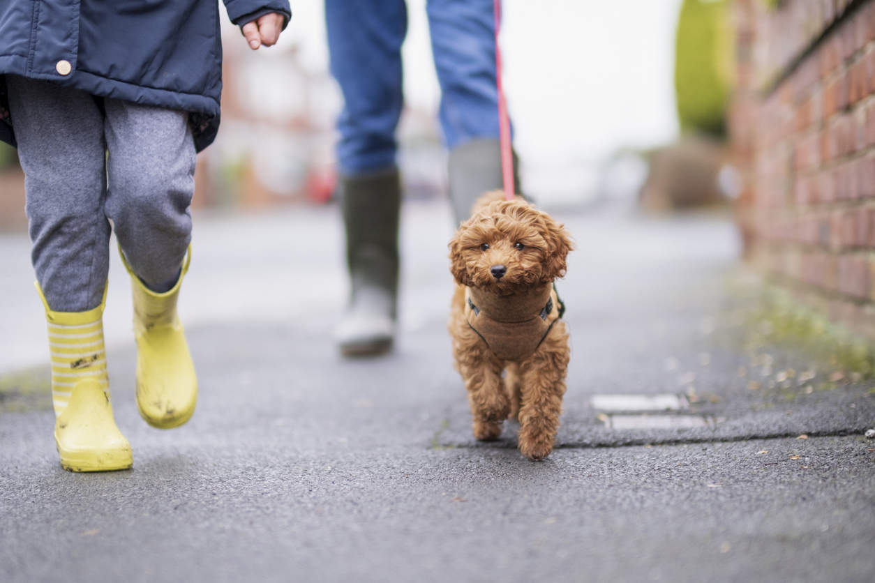 Cavapoos The Good, the Bad, and the Ugly