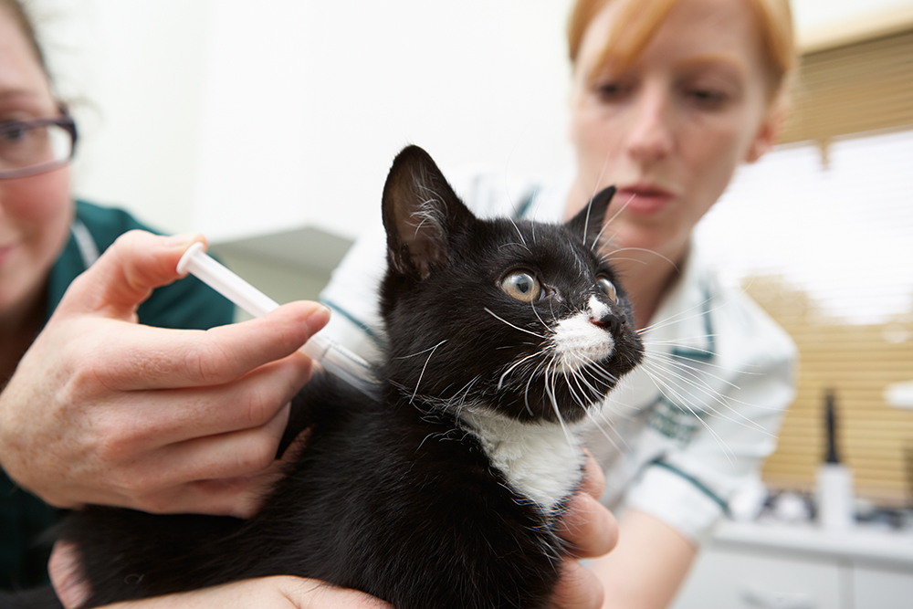 Immunization awareness: Focus on cat vaccines