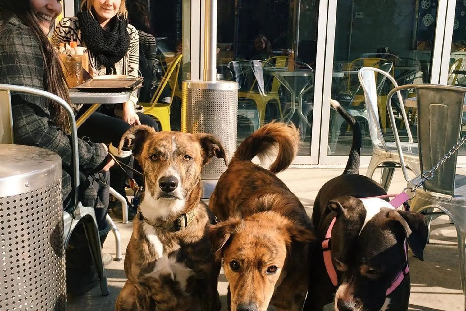 Pack of dogs on Big Star patio in Chicago