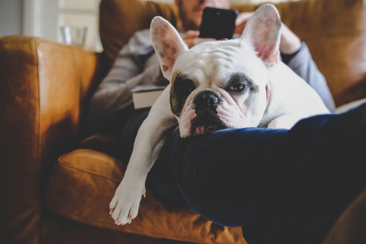 Frenchie dog laying on owner's lap