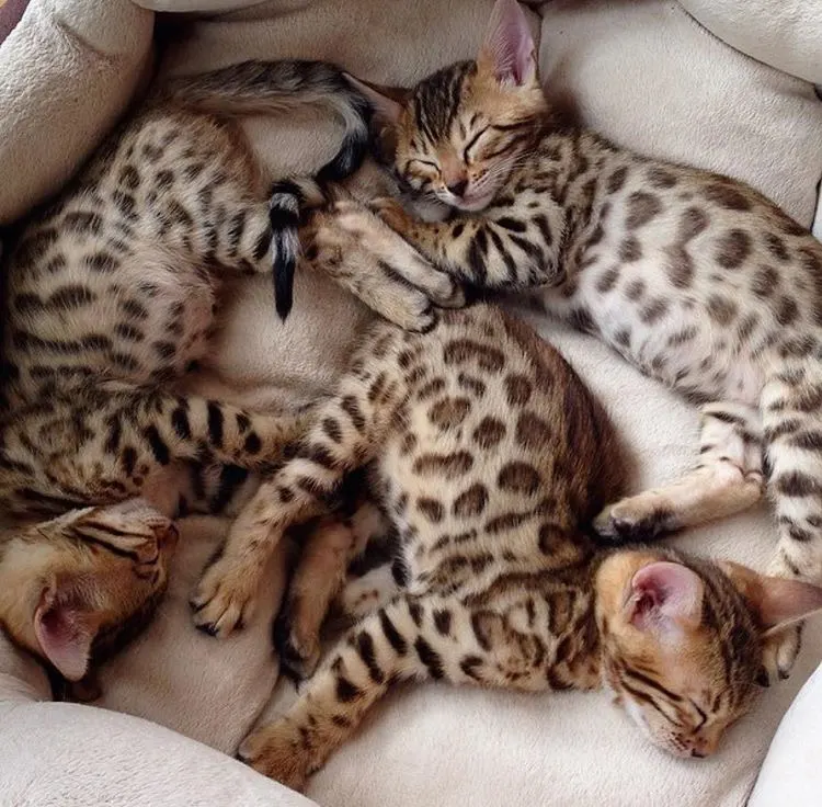 pile of bengal kittens on cat bed