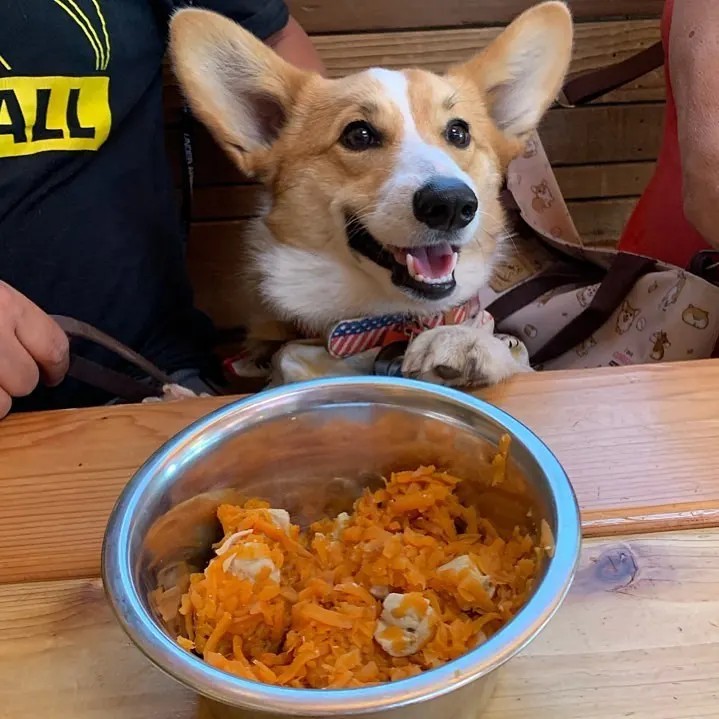 Corgi sitting in front of bowl of food
