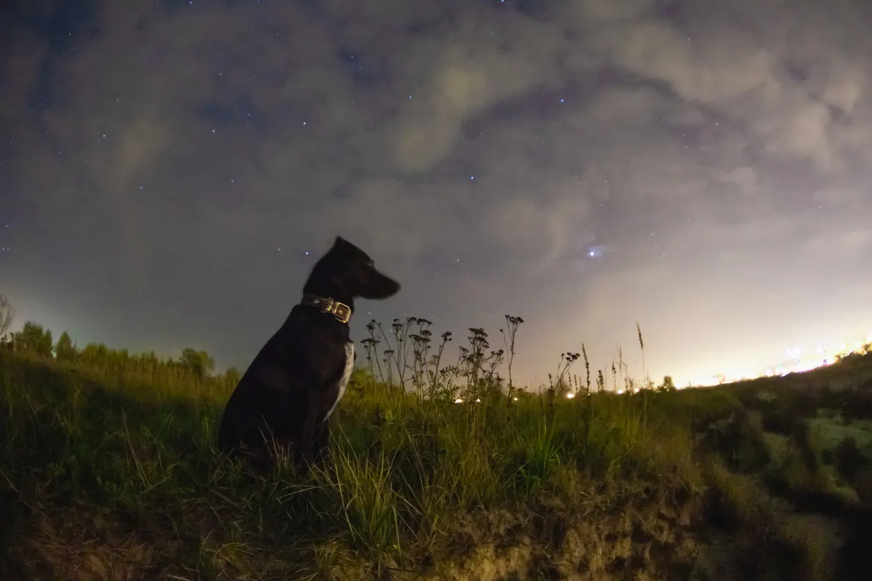 Dog sitting under the stars