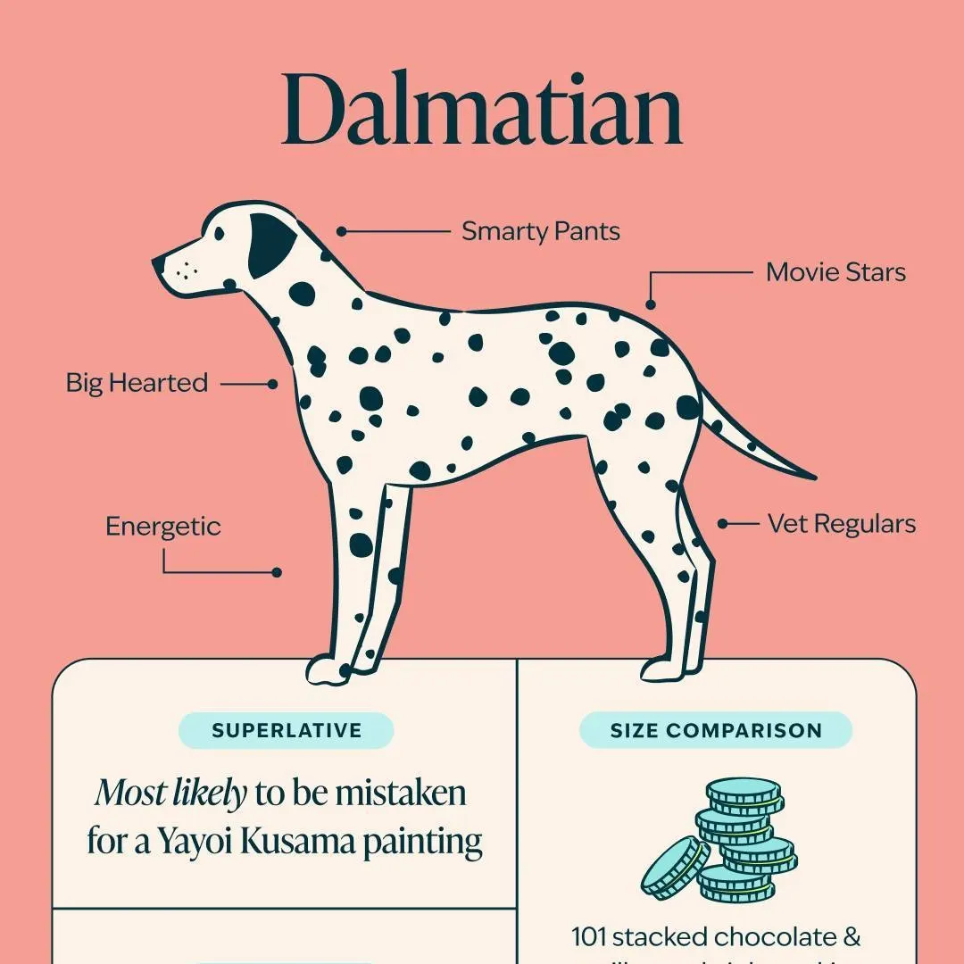 dalmatian breed guide illustration