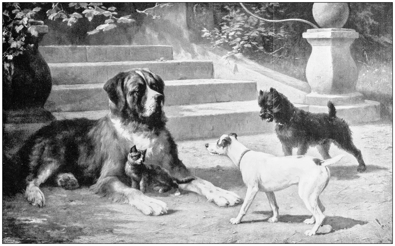 Black and white image of cats and dogs