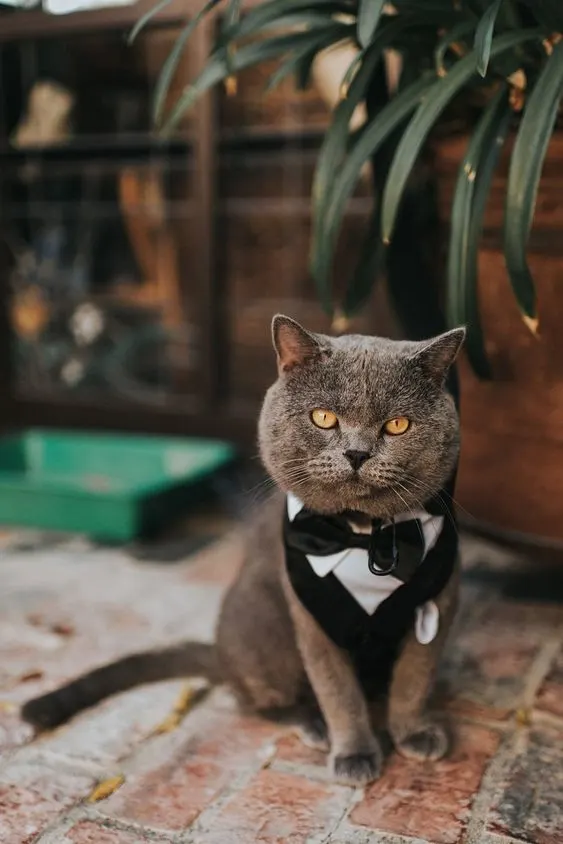 cat wearing bow tie at wedding
