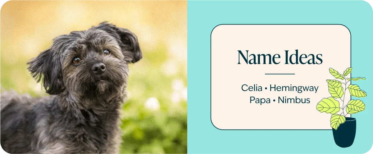 Havanese name ideas