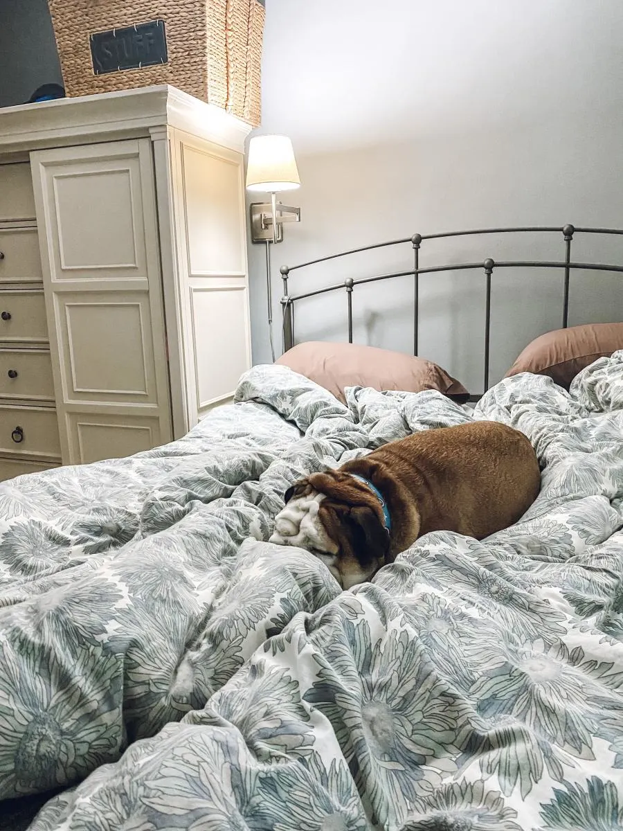 dog napping in bed