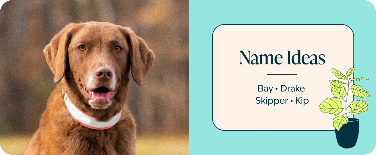 Chesapeake Bay Retriever Name ideas