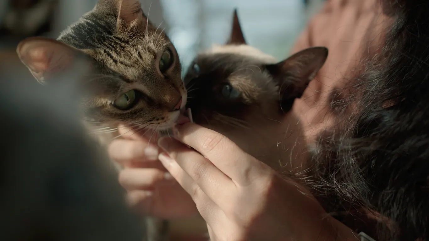 two cats licking woman's hand