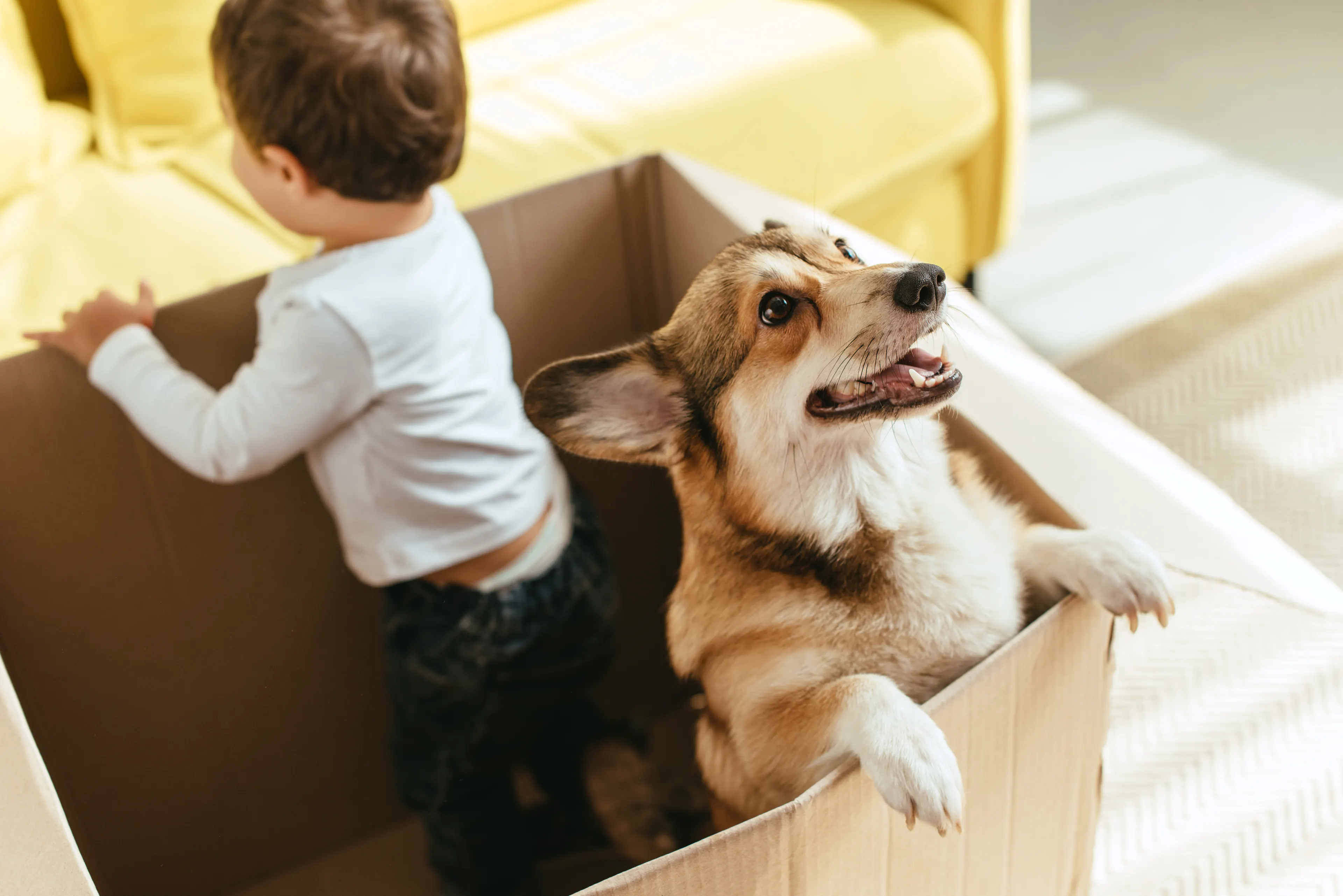Boy playing with welsh corgi dog in cardboard box