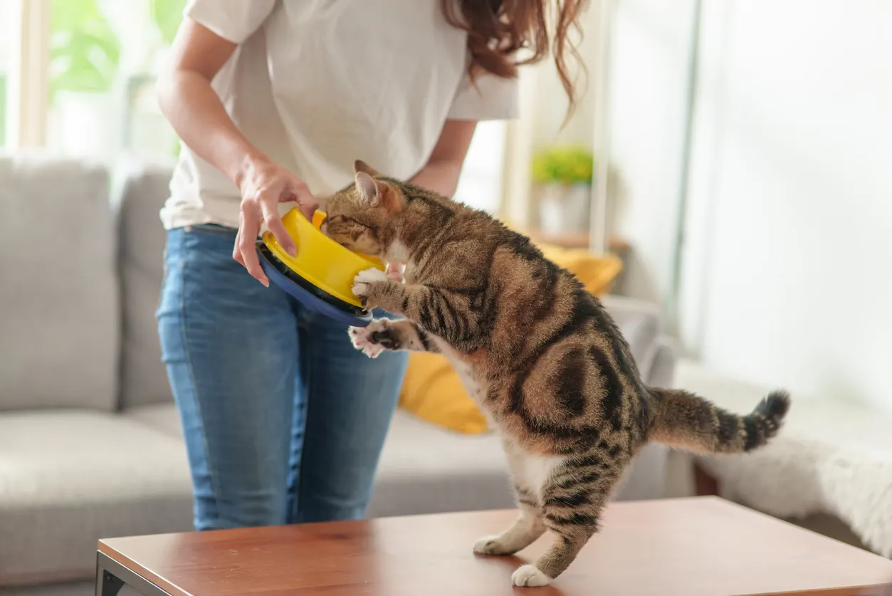 cat trying to eat out of bowl being taken away