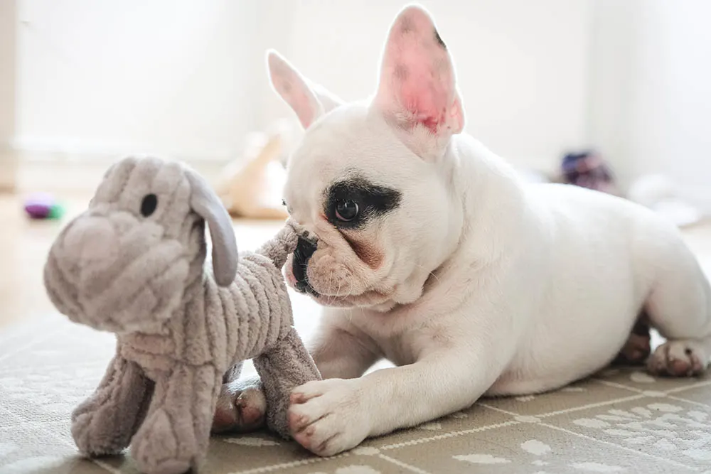 What are the best dog toys of 2019?