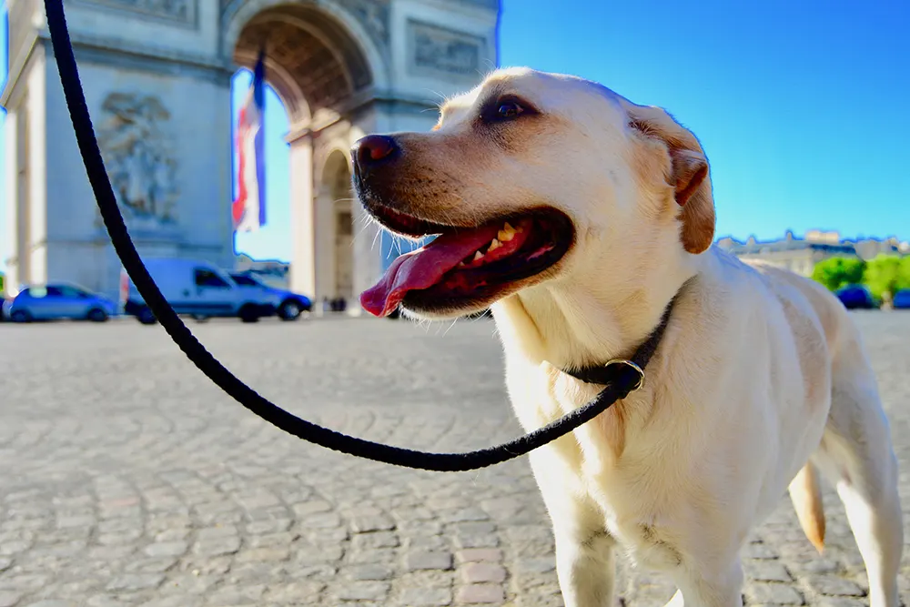 Tips for international pet travel