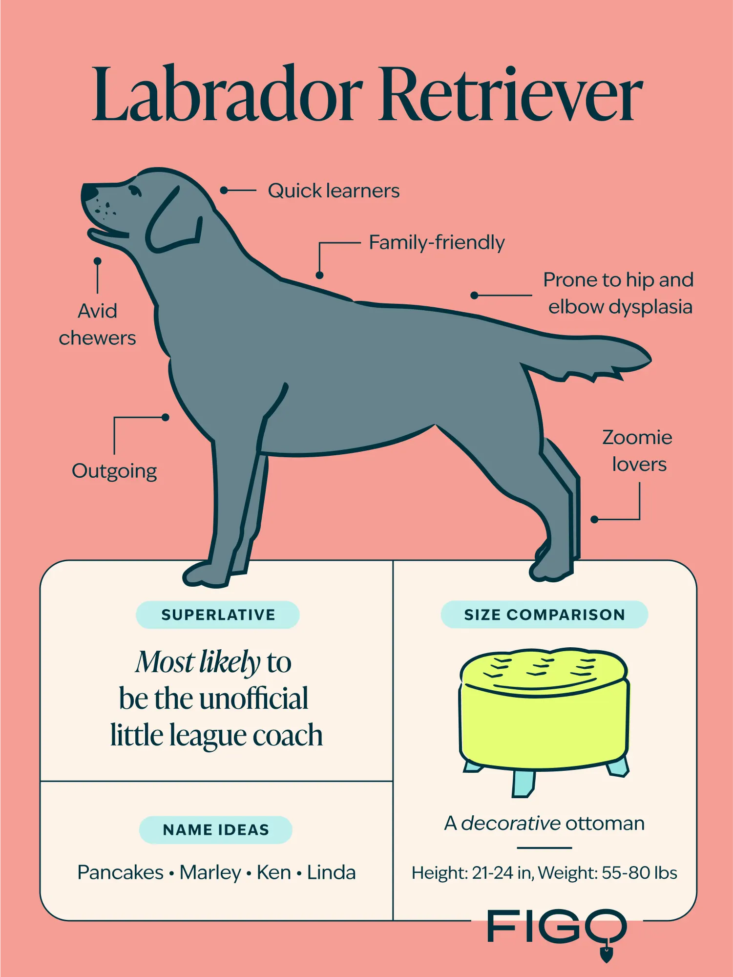 figo-breed-guide-labrador-retriever