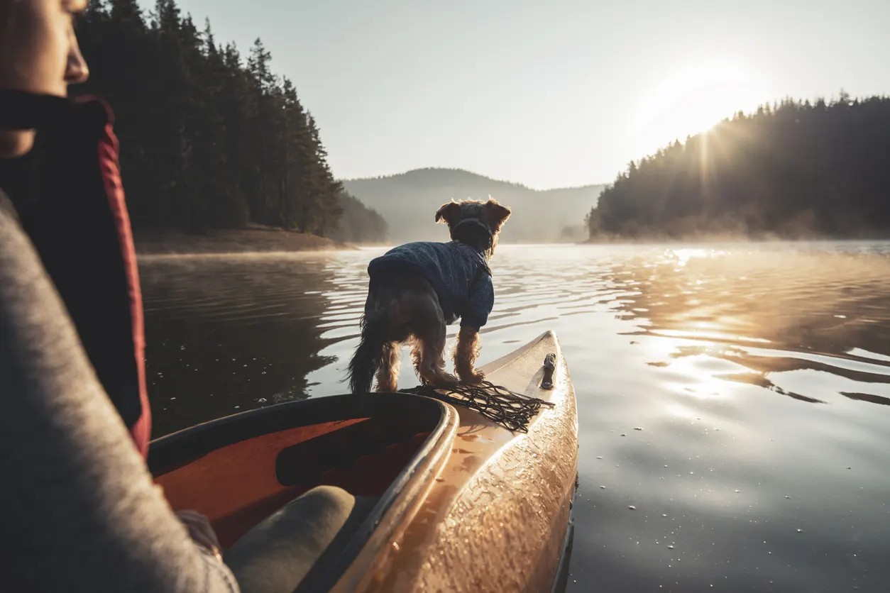 Dog on canoe with owner