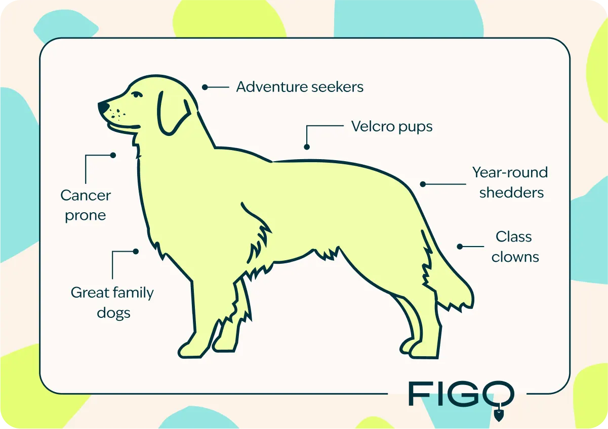 golden retriever traits graphic