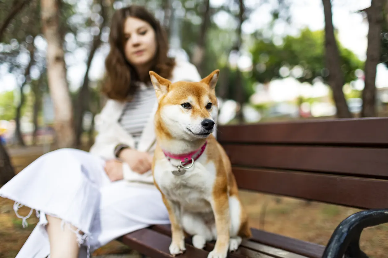 shiba inu sitting on park bench with female owner behind