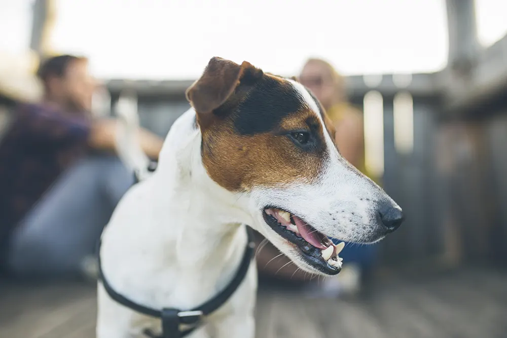 Getting to know the Jack Russell Terrier