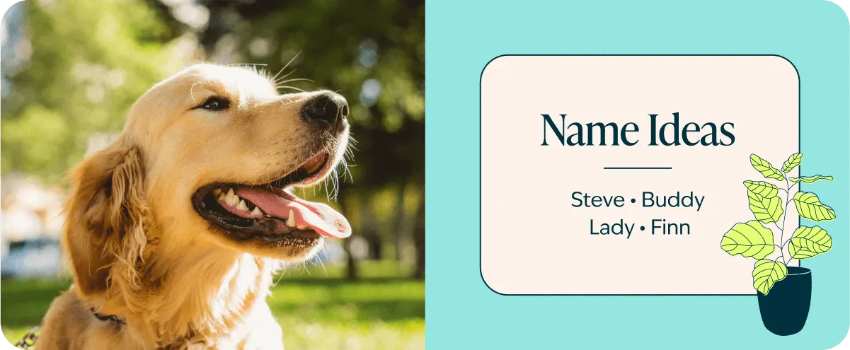 golden retriever name ideas