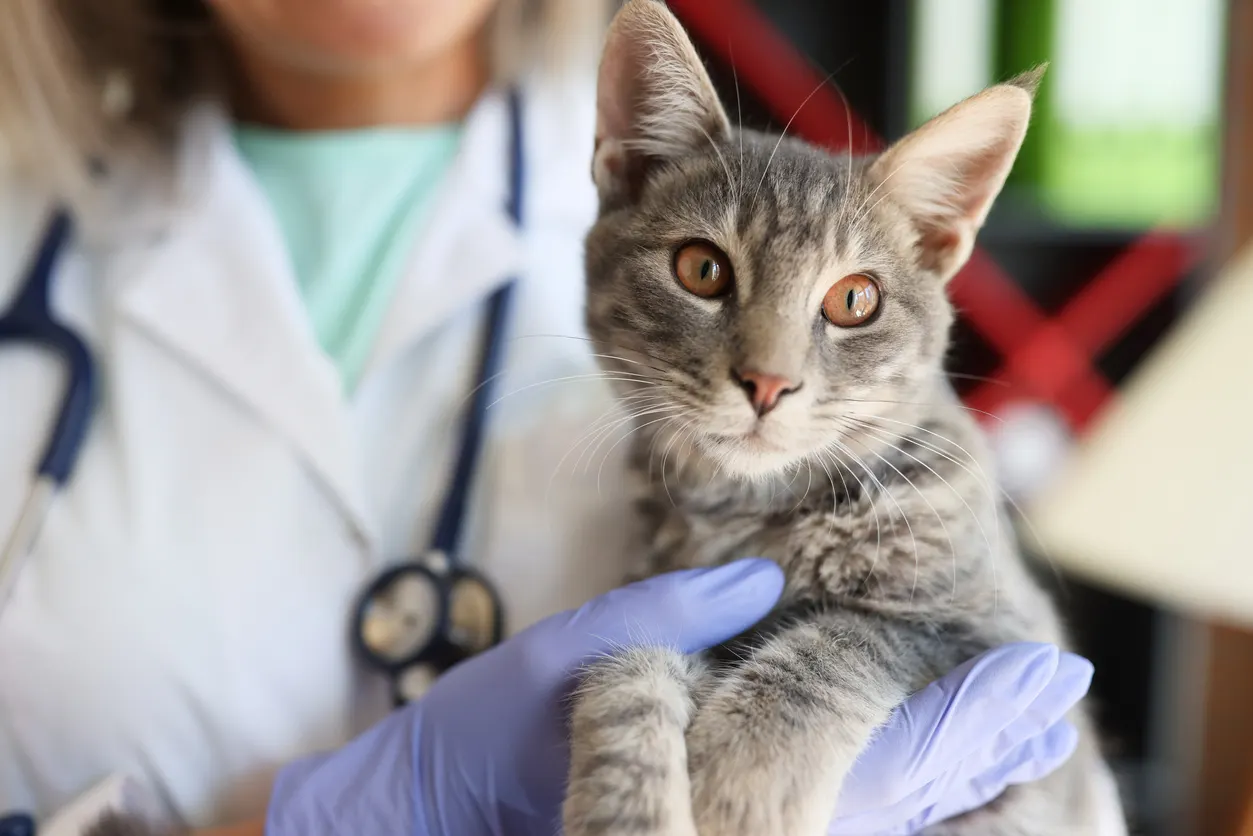 Cat resting in vet's hand