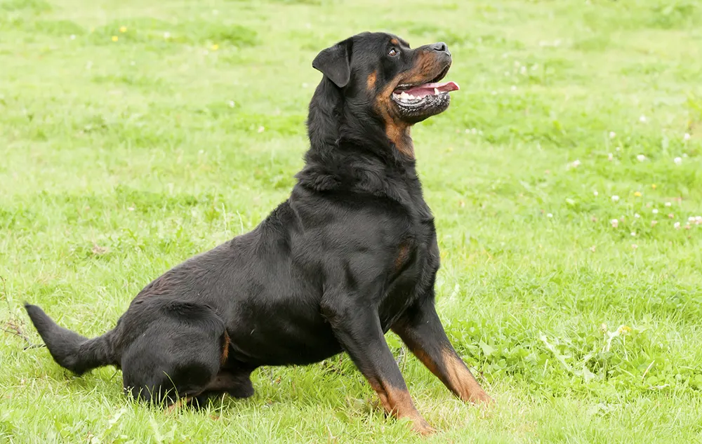 Breeding dogs should be tested for inherited diseases