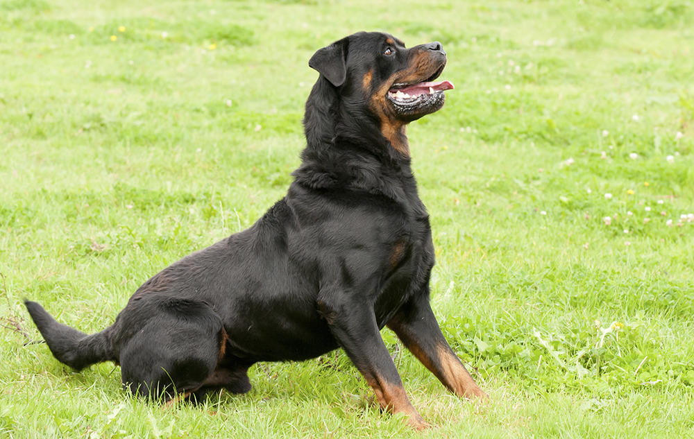 Breeding dogs should be tested for inherited diseases