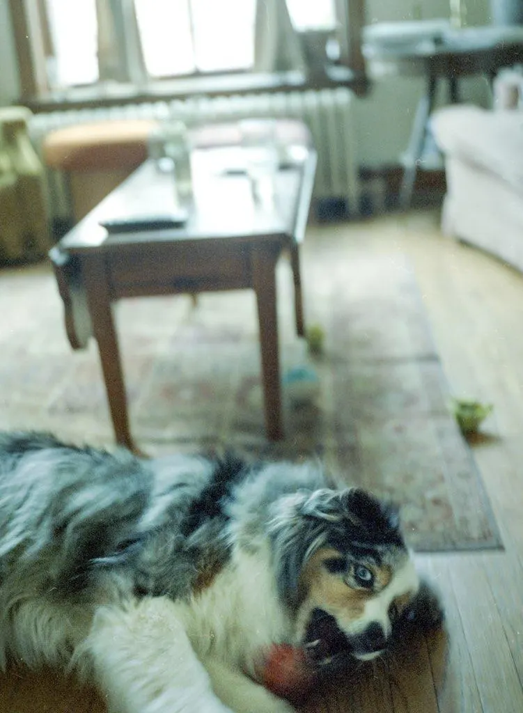 dog laying on floor