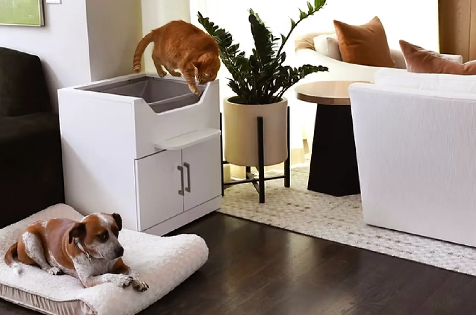 elevated litter box with cat perched on top