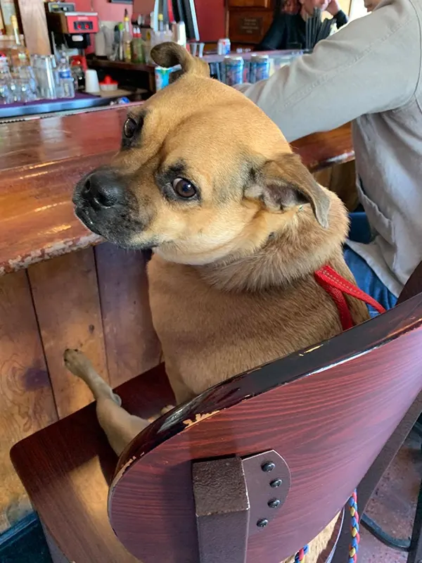 Happy pup at The Voodoo Lounge