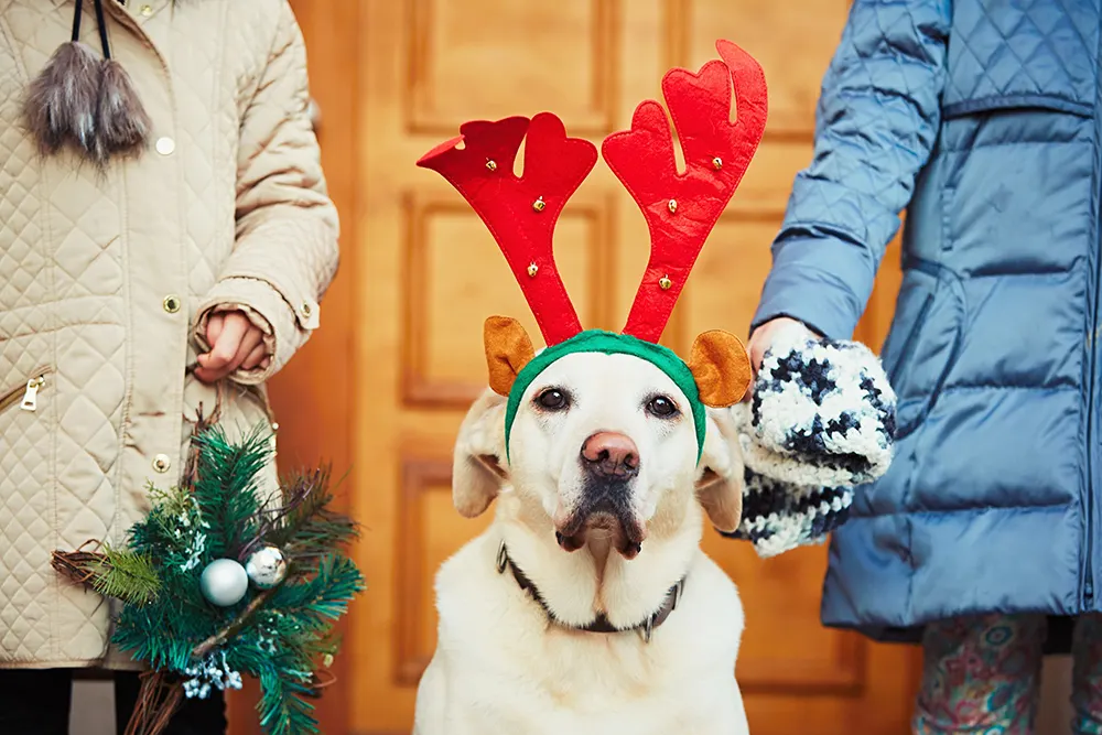 Santa’s reindeer–and pets–need health certificate to travel