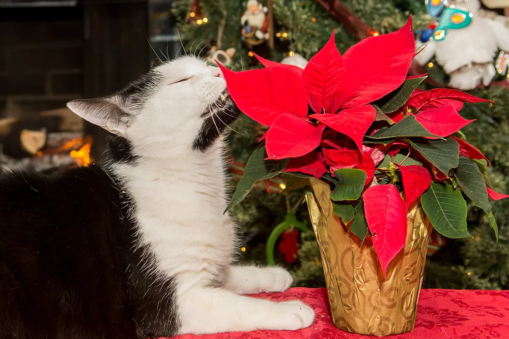 Keeping cats safe around holiday plants