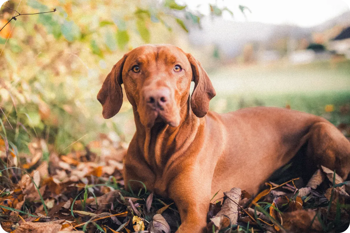 Vizsla outside looking at camera