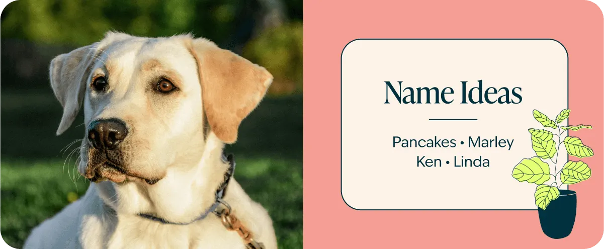 Labrador Retriever name ideas