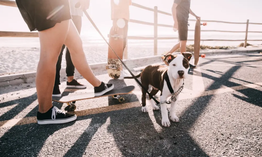 This Dressing Bottle DIY Will Transform Your Dog’s Walks