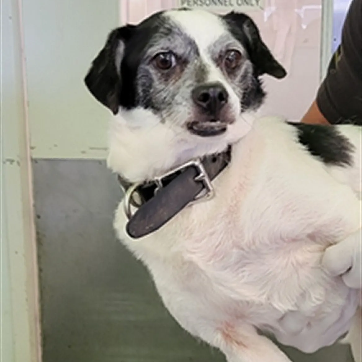 Small dog being held by person