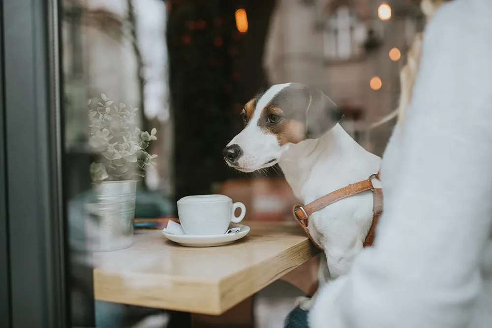 Does New York City have dog friendly coffee shops?