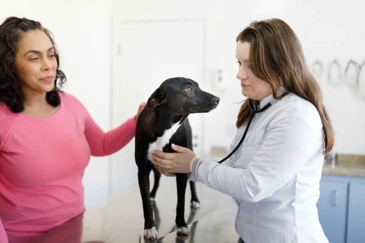 vet checks dog's heart with stethoscope while owner watches