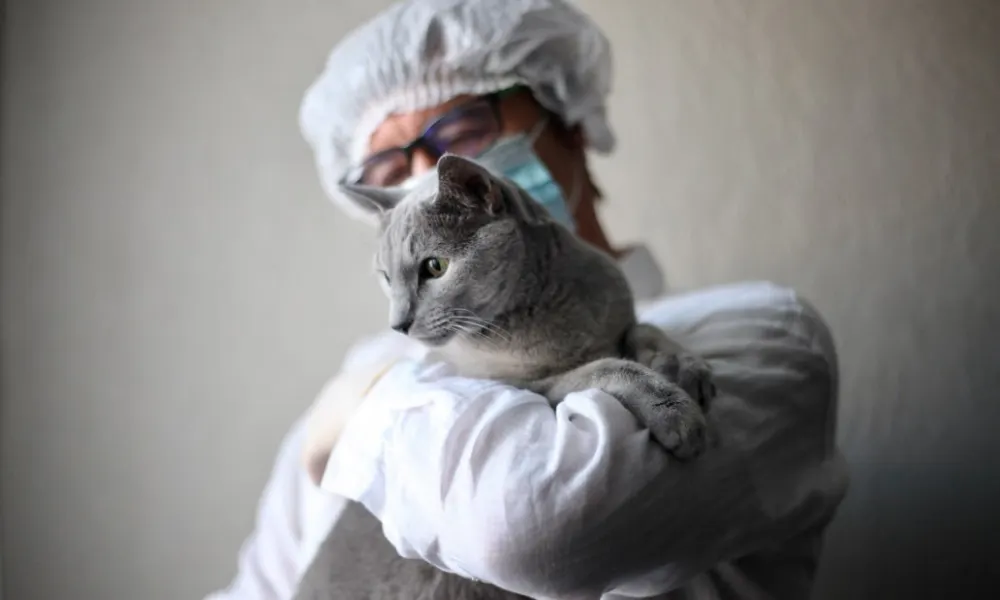 The Curse of Pet-flation: Why Is Vet Care So Expensive?